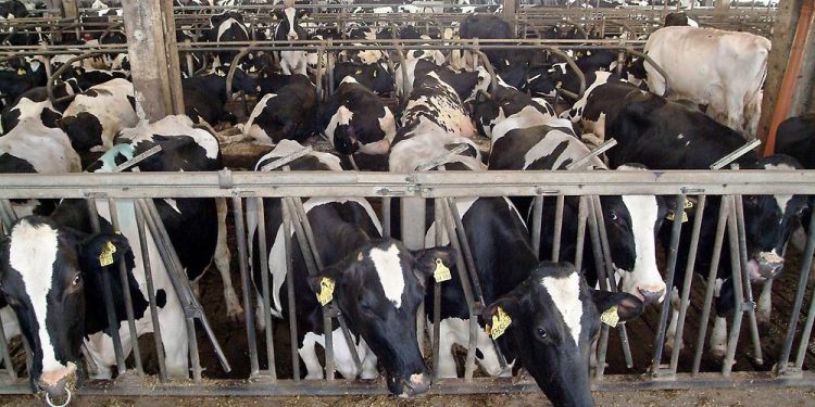 U.S. Students Now Can Access Plant-Based Milk at School 