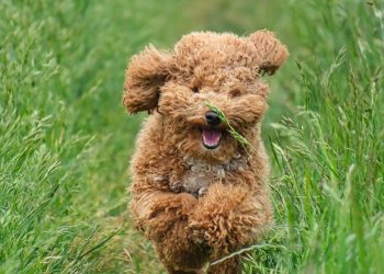 Unleash Your Dog’s Potential: Beginner-Friendly Training Tips