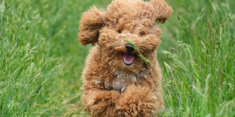 Unleash Your Dog’s Potential: Beginner-Friendly Training Tips