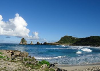 Unleash Your Pup’s Potential: Top Training Tips for Every Dog Owner