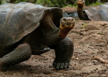 Wildlife Crime In Hispanic America