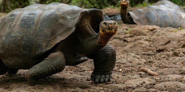 Wildlife Crime In Hispanic America