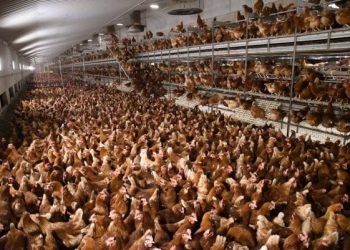 6 Reasons Vital Farms Eggs Aren’t ‘Ethical’