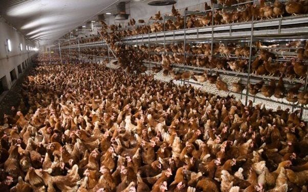 6 Reasons Vital Farms Eggs Aren’t ‘Ethical’ 6 Reasons Vital Farms Eggs Aren’t ‘Ethical’