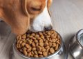 7 Surprising Things To Know About Kibble 7 Surprising Things To Know About Kibble