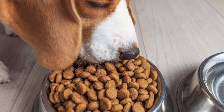 7 Surprising Things To Know About Kibble