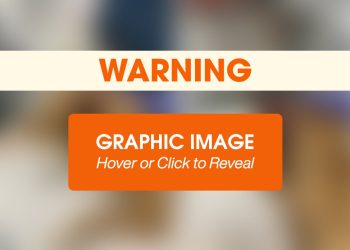 ASPCA Community Veterinary Clinic Helps Dog with Traumatic Ear Injury