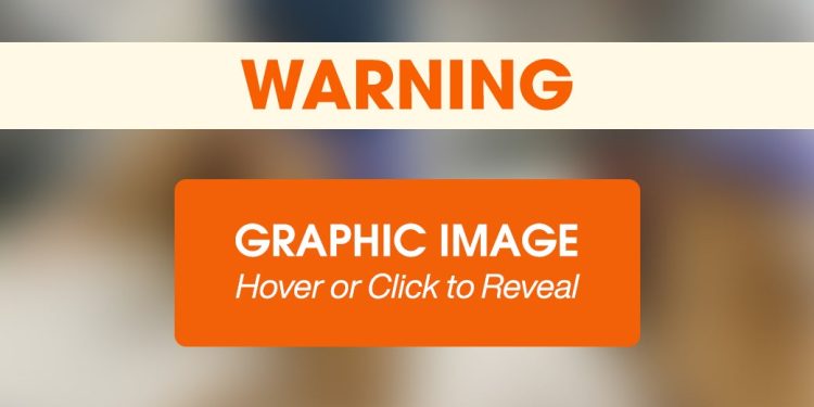 ASPCA Community Veterinary Clinic Helps Dog with Traumatic Ear Injury ASPCA Community Veterinary Clinic Helps Dog with Traumatic Ear Injury