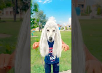 Arush ka dog 🐶🥰 #shortvideo #viralvideo #shortsfeed