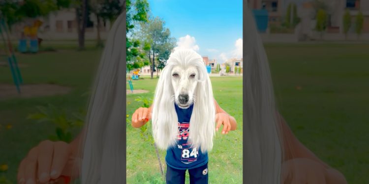 Arush ka dog 🐶🥰 #shortvideo #viralvideo #shortsfeed