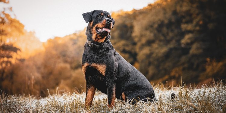 Barking Up the Right Tree: Best Practices for Obedience Training Barking Up the Right Tree: Best Practices for Obedience Training