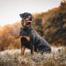Barking Up the Right Tree: Best Practices for Obedience Training
