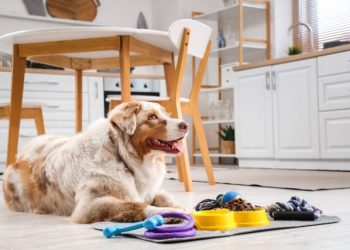 Bringing Home A New Pet? Read This Ultimate Guide For A Happy, Healthy Start