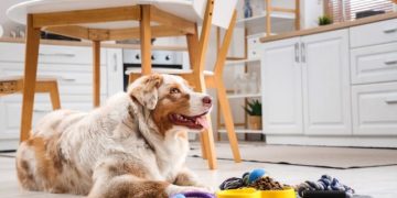 Bringing Home A New Pet? Read This Ultimate Guide For A Happy, Healthy Start