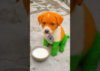 CHHOTU KA DOG KYA KHA RAHA HAI 😍 INDIA YA PAKISTAN 🎉 #shorts #dog