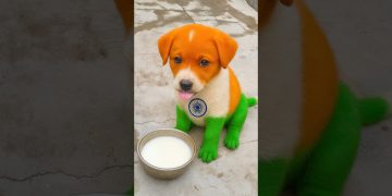 CHHOTU KA DOG KYA KHA RAHA HAI 😍 INDIA YA PAKISTAN 🎉 #shorts #dog CHHOTU KA DOG KYA KHA RAHA HAI 😍 INDIA YA PAKISTAN 🎉 #shorts #dog