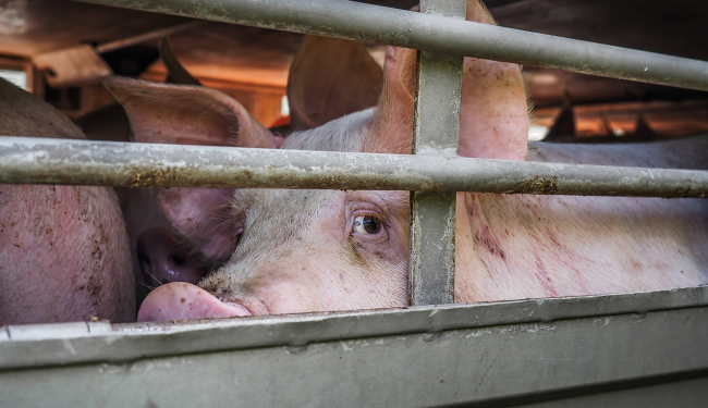 Concern for transported animals high among EU citizens