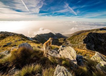 Cuddles and Care: How to Create a Safe Haven for Your Puppy