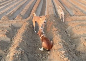 Dog Meeting for the First Time || The Desi Pets Meeting😱 #dogmeeting #rajanimalsguru
