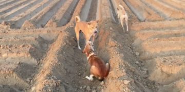 Dog Meeting for the First Time || The Desi Pets Meeting😱 #dogmeeting #rajanimalsguru