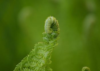 Feeding Fido: The Ultimate Puppy Nutrition Guide