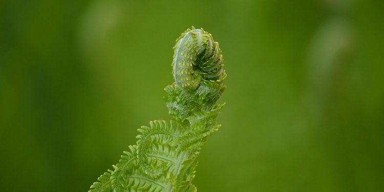 Feeding Fido: The Ultimate Puppy Nutrition Guide