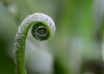 Feeding Fido: What Every Puppy Parent Needs to Know About Nutrition