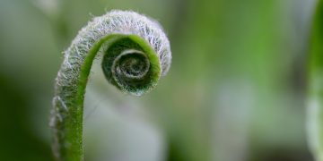 Feeding Fido: What Every Puppy Parent Needs to Know About Nutrition