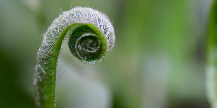 Feeding Fido: What Every Puppy Parent Needs to Know About Nutrition