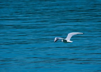 Fido’s Fun Learning: Creative Ways to Train Your Dog at Home