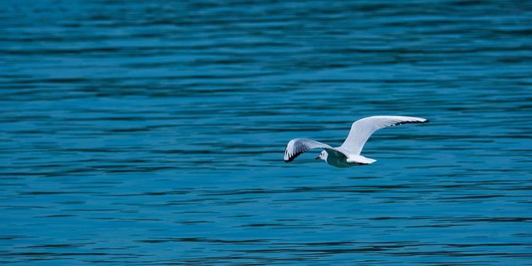 Fido’s Fun Learning: Creative Ways to Train Your Dog at Home