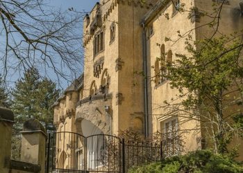 From Collar to Kitchen: A Comprehensive Guide to Puppy Essentials