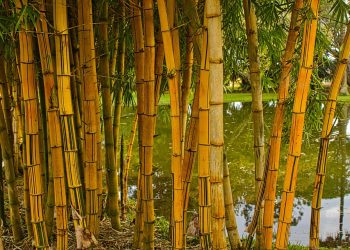 From Crate Training to Playtime: Your Complete Guide to Happy Puppies