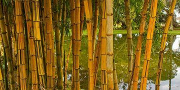 From Crate Training to Playtime: Your Complete Guide to Happy Puppies