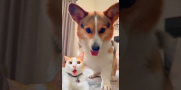 Funny Dog Dance Video 🐕 #dog #puppy #dogdance #puppydance