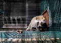 Fur farming: EC only meets industry as it decides on potential ban; ombudsman complaint filed