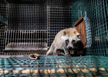 Fur farming: EC only meets industry as it decides on potential ban; ombudsman complaint filed