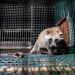 Fur farming: EC only meets industry as it decides on potential ban; ombudsman complaint filed