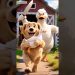 Happy day ,cute dog #dog #video #funny #shorts #shortvideo #happy #cute