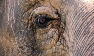 Indonesia Bans Elephant Riding | Wild Welfare