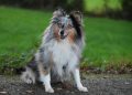 Master the Leash: Tips for Walking Your Dog with Confidence Master the Leash: Tips for Walking Your Dog with Confidence