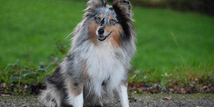 Master the Leash: Tips for Walking Your Dog with Confidence Master the Leash: Tips for Walking Your Dog with Confidence