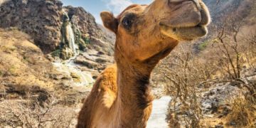 Michelin Green Guide’s 100th Anniversary Brings Animal Wins