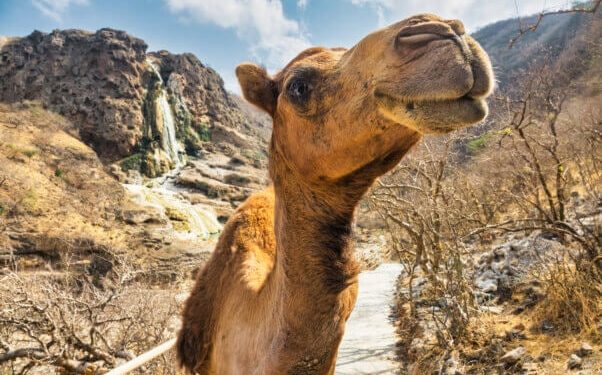 Michelin Green Guide’s 100th Anniversary Brings Animal Wins