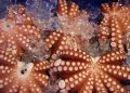 Octopus Farming Isn’t Here Yet — Let’s Keep it That Way Octopus Farming Isn’t Here Yet — Let’s Keep it That Way