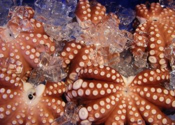 Octopus Farming Isn’t Here Yet — Let’s Keep it That Way