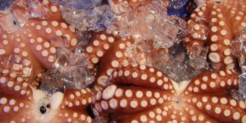 Octopus Farming Isn’t Here Yet — Let’s Keep it That Way Octopus Farming Isn’t Here Yet — Let’s Keep it That Way