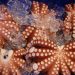Octopus Farming Isn’t Here Yet — Let’s Keep it That Way