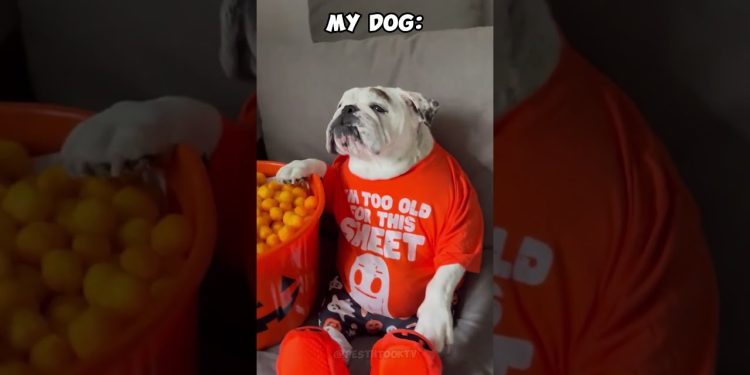 Other Dogs vs My Pets #dog #puppy #animals #pets #cat #funny #fun #doglover