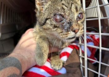 PETA Rescues Cat, Who Is Now Thriving With One Eye